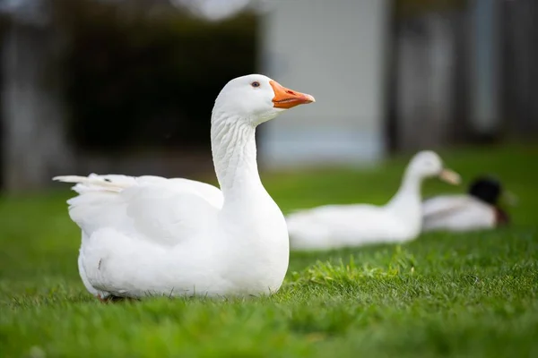 Ducks Geese Sleeping Lake Spring Canada — Stock Photo, Image