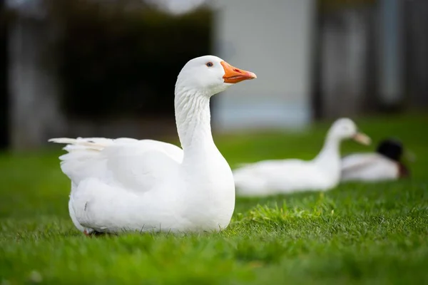 Ducks Goose Grazing Grass Park Canada Summertime — Stock Photo, Image