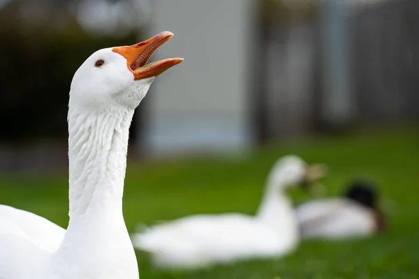 Kanada Bir Parkta Yaz Mevsiminde Ördek Kaz Otluyor — Stok fotoğraf