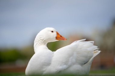 Güzel beyaz kaz, Avustralya 'da baharda bir gölde parkta.