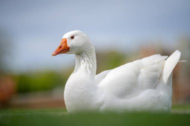 Kaz ve beyaz kazlar baharda parkta