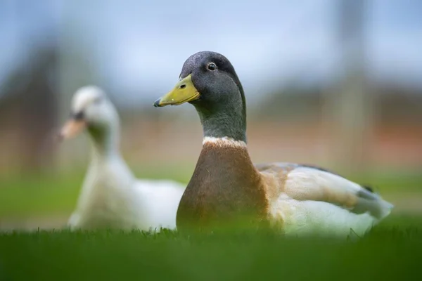 Enten Und Gänse Weiden Sommer Auf Gras Einem Park Kanada — Stockfoto