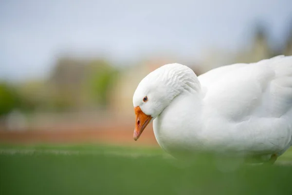 Прекрасний Білий Гусак Парку Озері Австралії — стокове фото