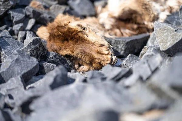 Compostaggio Animale Morto Nel Deserto Nell Entroterra — Foto Stock