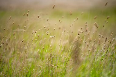 Çayırdaki güzel yeşil çimenler