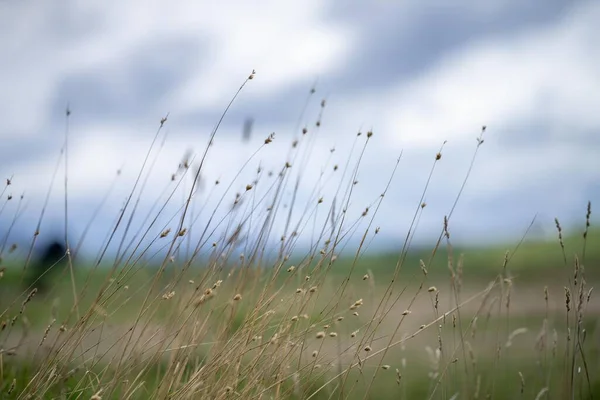 再生可能な農場で育った草です 春にはアメリカの有機牧場で放牧され — ストック写真