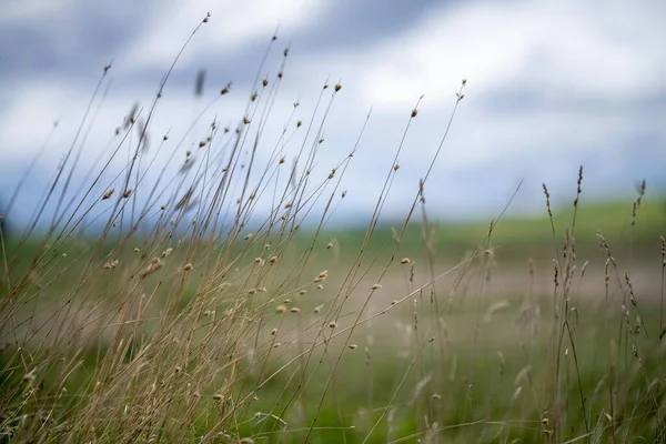 再生可能な農場で育った草です 夏にはアメリカの有機牧場で放牧され — ストック写真