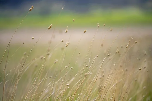 春にタスマニアオーストラリアのパドックの牧草地で — ストック写真