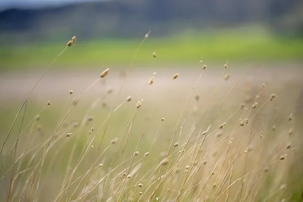 春には牧場の畑で草が育ち — ストック写真