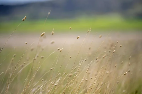 Hierba Que Crece Una Granja Regenerativa Pastos Rancho Orgánico América — Foto de Stock