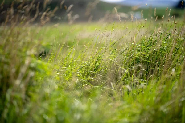 Hierba Que Crece Campo Rancho Ganado Primavera —  Fotos de Stock