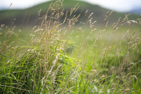 再生可能な農場で育った草です 春にはアメリカの有機牧場で放牧され — ストック写真