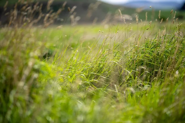 Hierba Que Crece Una Granja Regenerativa Pastos Rancho Orgánico América —  Fotos de Stock