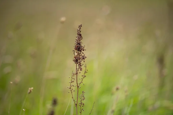 春には牧場の畑で草が育ち — ストック写真