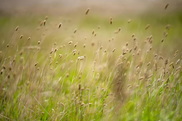 春にタスマニアオーストラリアのパドックの牧草地で — ストック写真