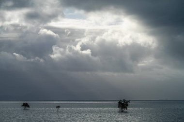 Günbatımında Queensland Avustralya 'da tropikal bir adada Mangrove Ormanı