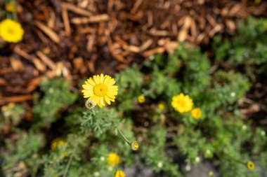 İlkbaharda parkta güzel çiçekler
