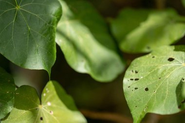 İlkbaharda parkta güzel çiçekler
