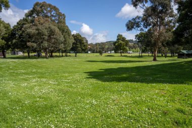 İlkbaharda parkta güzel çiçekler
