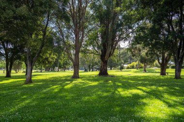 Avustralya 'da bir parkta, yatakta sarı çiçekler.