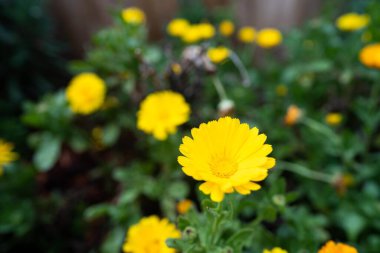 İlkbaharda parkta güzel çiçekler