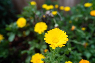 İlkbaharda parkta güzel çiçekler