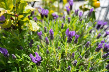 Baharda bahçede lavanta ve sarı çiçekler
