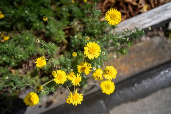 Flores Amarillas Una Cama Parque Australia — Foto de Stock