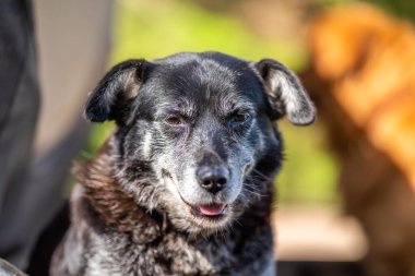 Şirin bir köpeğin portresi.