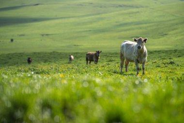 Yazın Avustralya 'nın dışındaki bir tarlada sığır ve inekler.