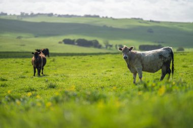 İlkbaharda inekler ve sığırlar organik ve yenileyici tarım yapar.