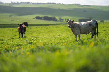 Yazın otlakta ve çimlerde bir çiftlikteki tarım çiftliğindeki çiftlik hayvanları
