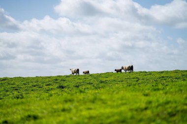 Yazın Avustralya 'da bir tarlada inekler