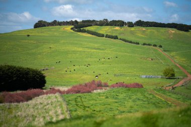 Yazın Avustralya 'da bir tarlada inekler