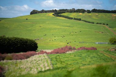 Yazın Avustralya 'da bir tarlada inekler