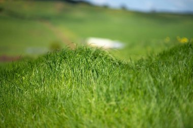 İlkbaharda regneratif organik bir çiftlikte yeşil çayırlar ve yosun otları