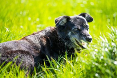 İlkbaharda Avustralya 'da bir çiftlikte koyun kelpie köpekleri.