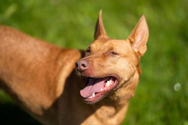 Kelpie Avustralya 'nın dışında bir çiftlikte. Baharda Queensland Amerika 'da bir tarlada sığır güden bir köpek.