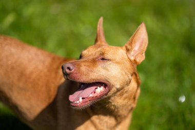 İlkbaharda Avustralya 'da bir çiftlikte koyun kelpie köpekleri.