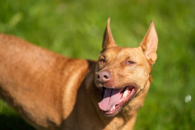 Kelpie Avustralya 'nın dışında bir çiftlikte. Baharda Queensland Amerika 'da bir tarlada sığır güden bir köpek.