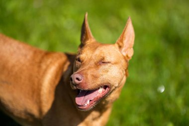 İlkbaharda Avustralya 'da bir çiftlikte koyun kelpie köpekleri.