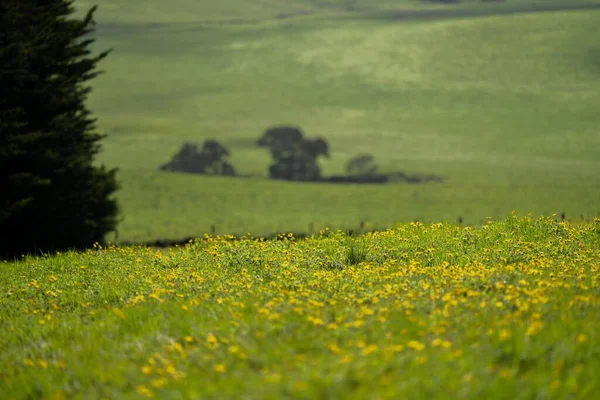 Працюючи Глиняній Лабораторії Зразками Ґрунту Тестую Ґрунт Австралії — стокове фото