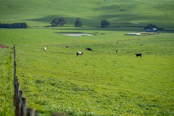 Βοοειδή Και Αγελάδες Ένα Χωράφι Στην Εξωτερική Αυστραλία Καλοκαίρι — Φωτογραφία Αρχείου