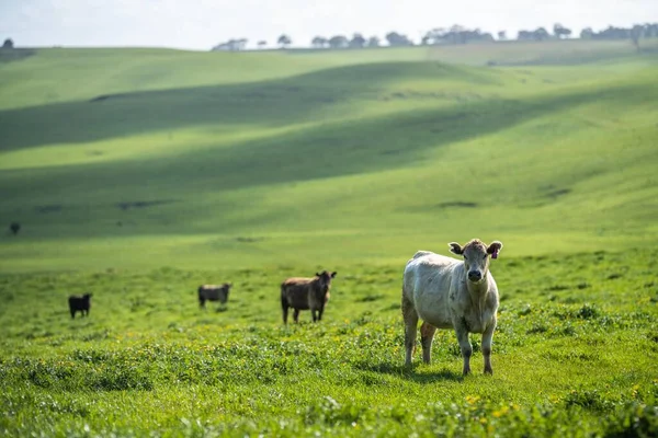 Krowy Hodowla Bydła Rolnictwo Ekologiczne Regeneracyjne Wiosną — Zdjęcie stockowe
