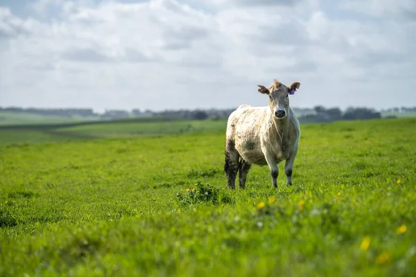 夏にはオーストラリアの畑で牛が — ストック写真