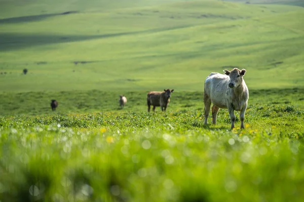 Bovini Vacche Campo Nell Entroterra Australiano Estate — Foto Stock