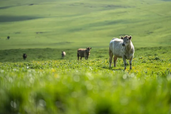 Angus Wagyu Semental Vacas Toros Una Granja Primavera —  Fotos de Stock
