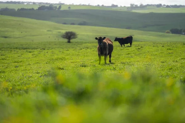 Vacas Campo Australia Verano —  Fotos de Stock