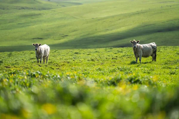 Красиві Корови Худоба Випасають Пасовищі Навесні Азії Фермі — стокове фото