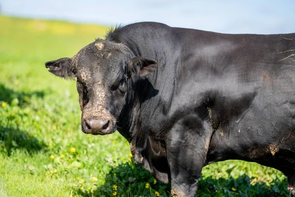 Vacas Ganado Primavera Agricultura Orgánica Regenerativa — Foto de Stock